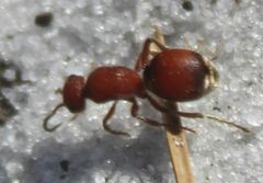 Pseudomethoca sanbornii
