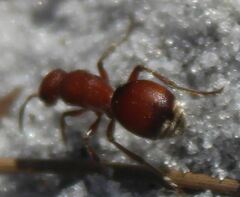 Pseudomethoca sanbornii