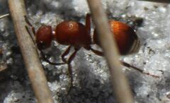 Pseudomethoca sanbornii
