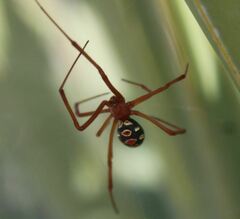 Latrodectus bishopi