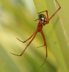 Latrodectus bishopi