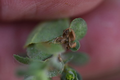 Podosphaera euphorbiae