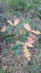 Quercus estremadurensis