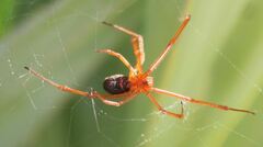 Latrodectus bishopi