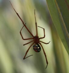 Latrodectus bishopi
