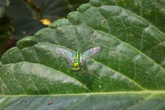 Chrysosoma globiferum