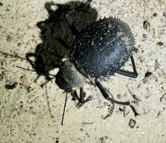 Prionotheca coronata