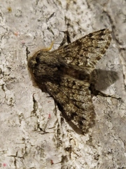 Apocheima hispidaria