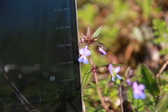 Collinsia grandiflora