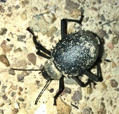 Prionotheca coronata