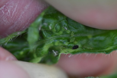 Uroleucon erigeronense