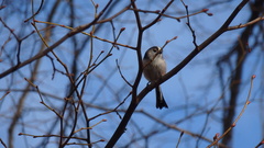 Aegithalos caudatus