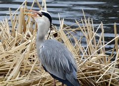Ardea cinerea