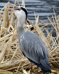 Ardea cinerea