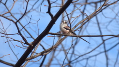 Aegithalos caudatus