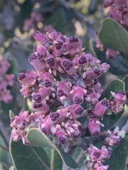 Rhus integrifolia
