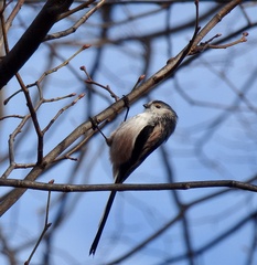Aegithalos caudatus