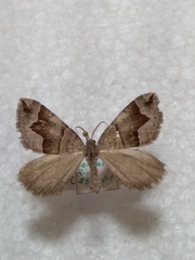 Scotopteryx moeniata