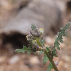 Caulanthus lasiophyllus