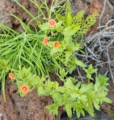 Lysimachia arvensis image