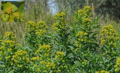 Euphorbia lucida