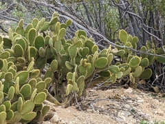 Opuntia microdasys