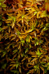 Bryoerythrophyllum recurvirostrum