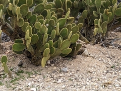 Opuntia microdasys