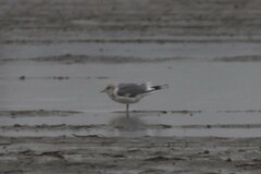 Larus brachyrhynchus
