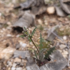 Caulanthus lasiophyllus