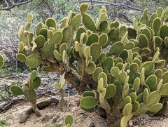 Opuntia microdasys