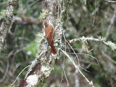 Lepidocolaptes falcinellus