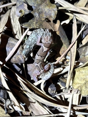 Cyrtodactylus collegalensis