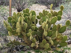 Opuntia microdasys