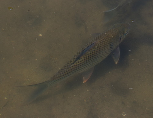 Disymphia molitorella