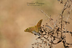Argynnis paphia