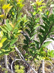 Laurophyllus
