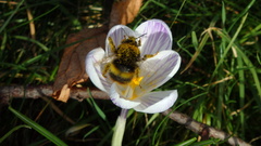 Bombus pratorum