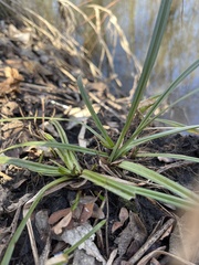 Carex blanda