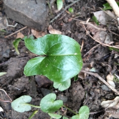 Arisarum proboscideum