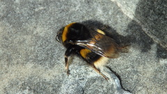 Bombus terrestris