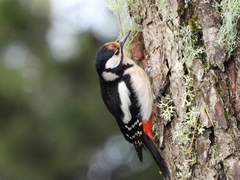 Dendrocopos major thanneri
