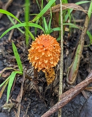 Agaricus trisulphuratus