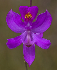 Calopogon pallidus