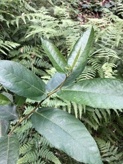 Ficus coronata