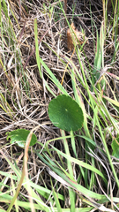 Hydrocotyle bonariensis
