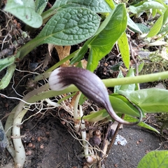 Arisarum proboscideum