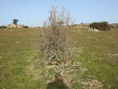 Pyrus bourgaeana
