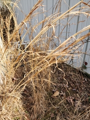 Andropogon virginicus