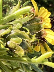 Encelia ventorum